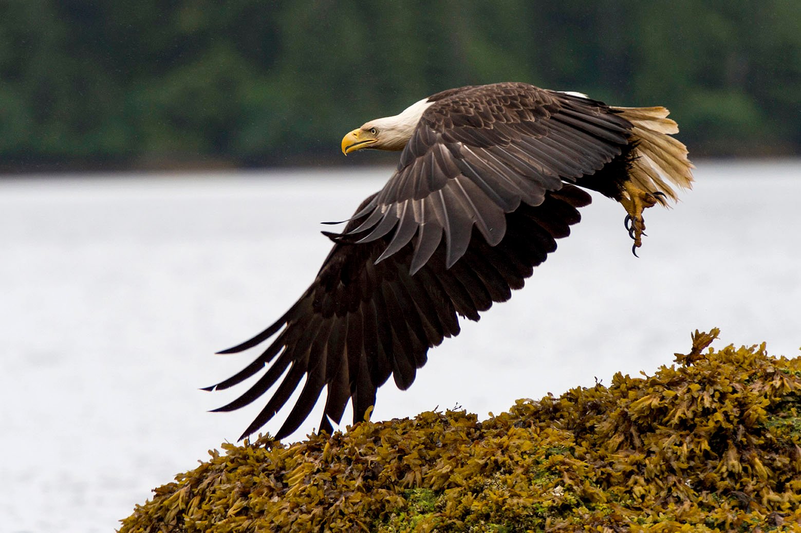 Eagle flying at coast, Skeena-Queen Charlotte Regional District, Haida Gwaii, Graham Island, British Columbia, Canada